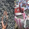 Les granites concassés du Bénin